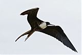 Magnificent Frigatebird